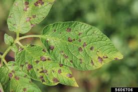 Early blight